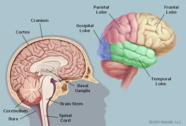 Human Brain Structure and Functions