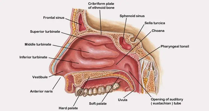 Human nose structure
