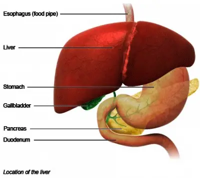 Liver Location in Human Body