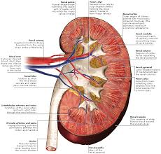 Structure and functions of the kidneys