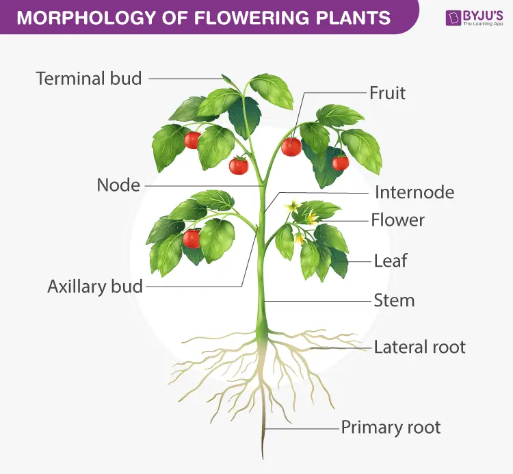 Structure of a flowering plant