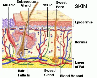 The Human Skin Structure