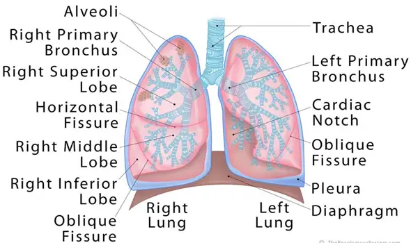The Lungs structure and Functions
