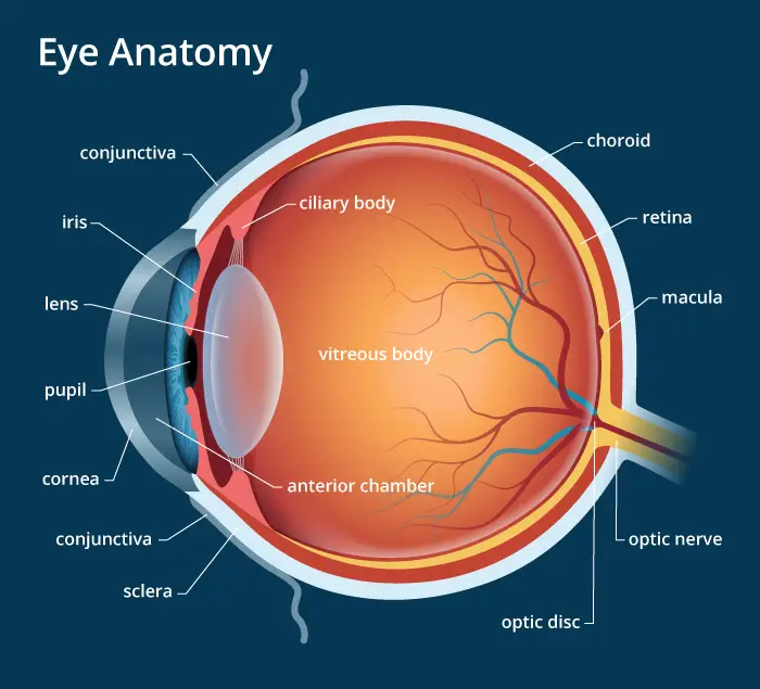The eye Structure and Functions