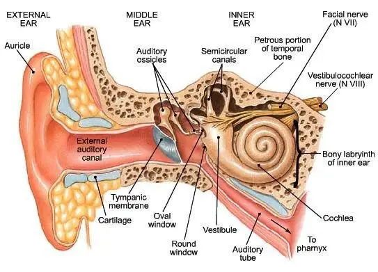 The human ear and sense of hearing