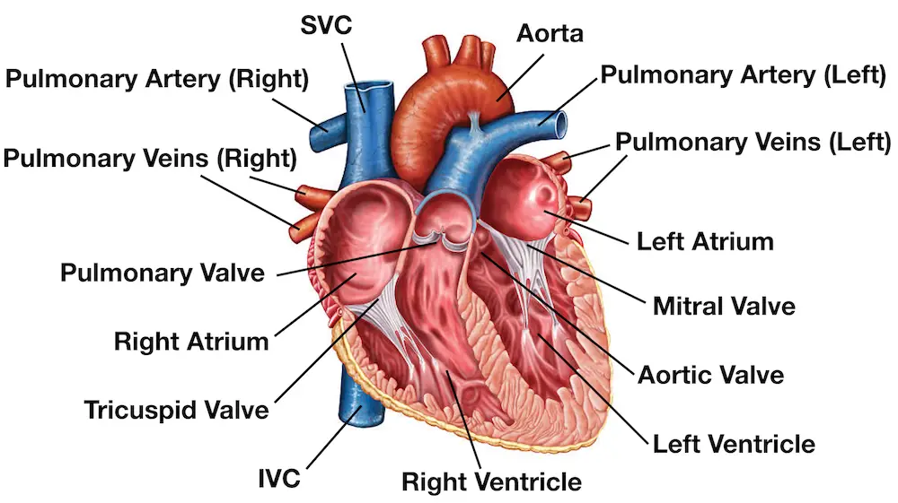 The human heart Structure and Functions