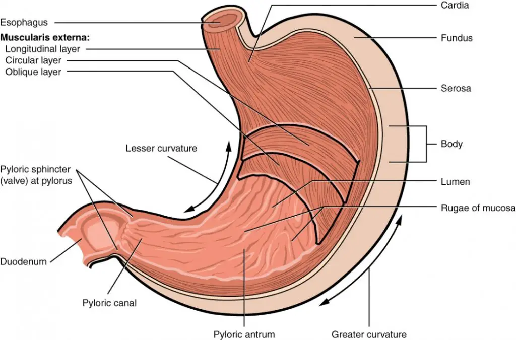 The human stomach