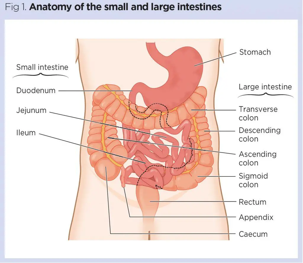The intestines Structure and Functions