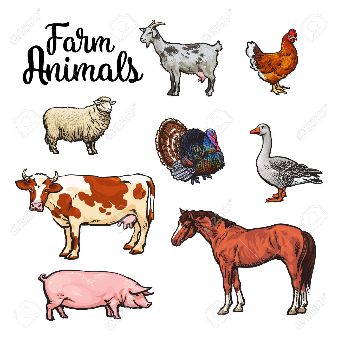 Types of livestock kept by farmers in Zambia