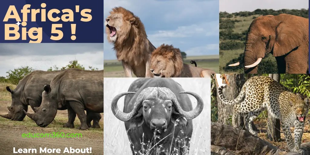 Discovering Africa’s Big 5: From the Mighty Lion to the Majestic Elephant and 3 More