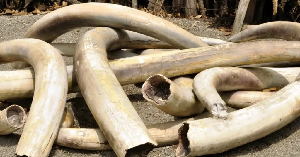 10 Major Threats to wildlife