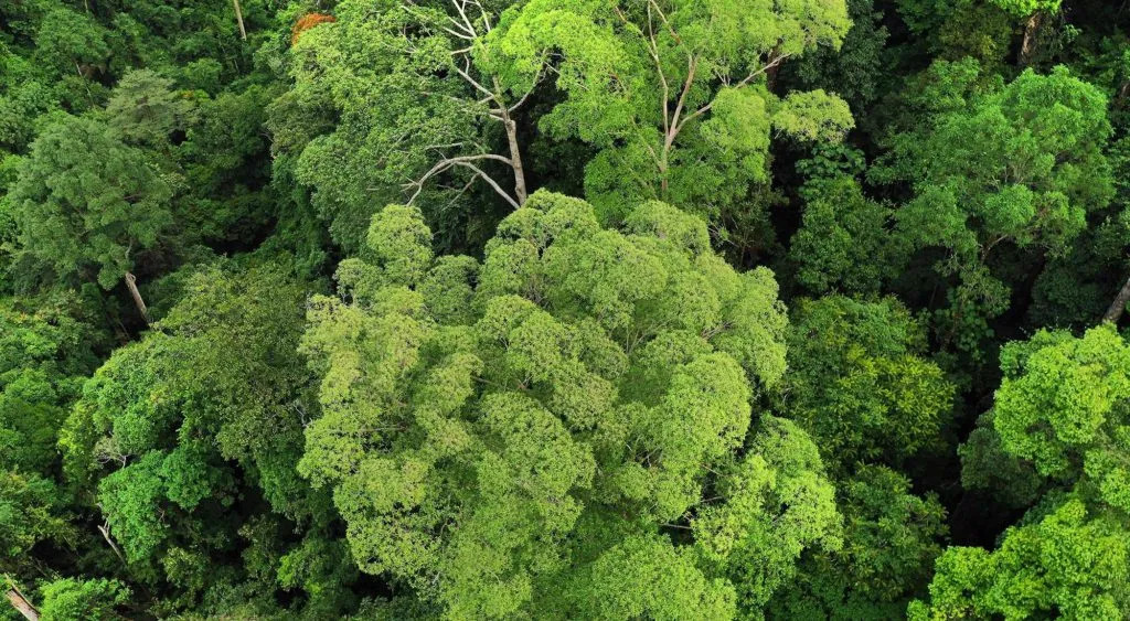 Forests Conservation