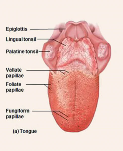 Human Tongue and its Parts - Tongue Surface