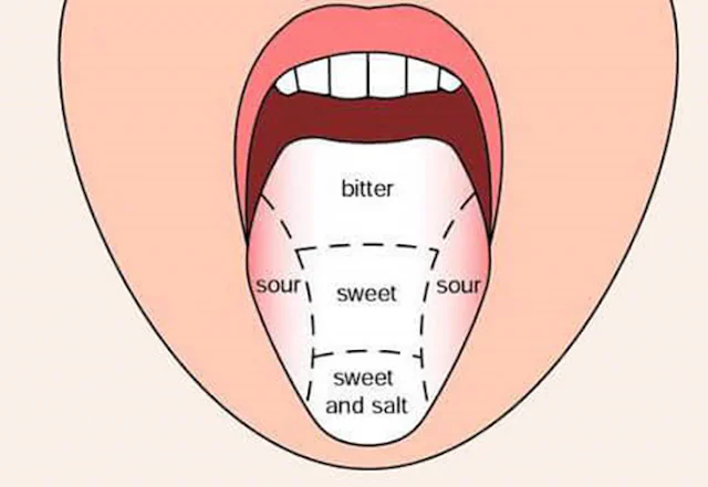 Human Tongue and its Parts - Sections of the tongue as tool to taste food