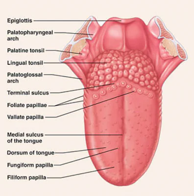 Human Tongue and its Parts