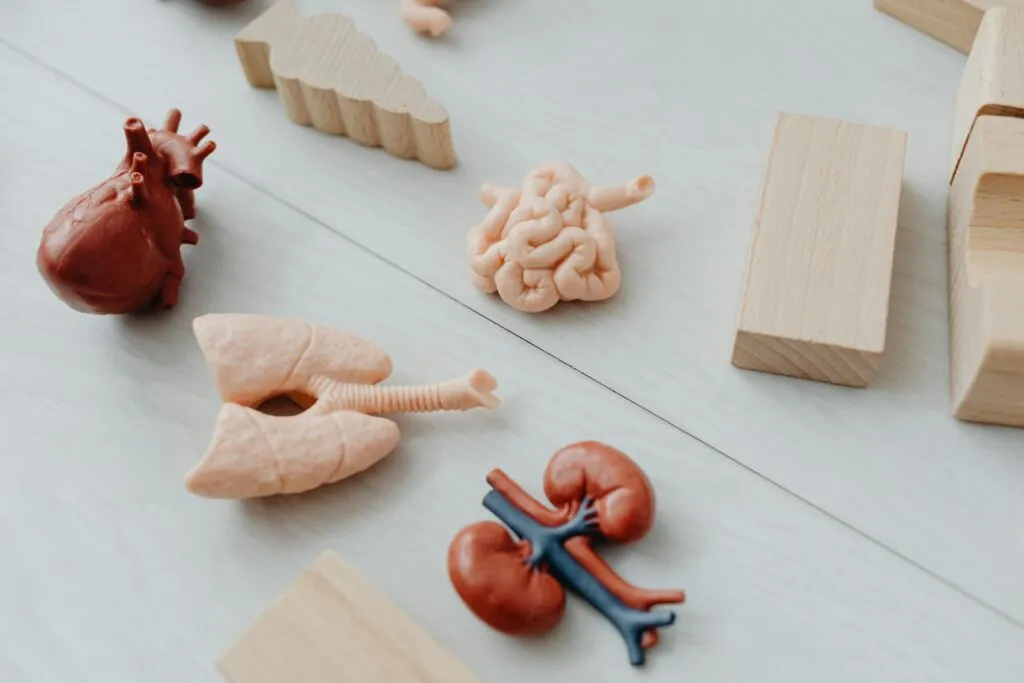 Key Internal Parts of Human Body and Organ Systems