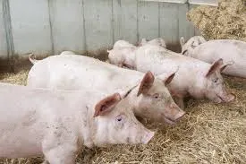 THE 10 MOST COMMON ANIMAL DISEASES