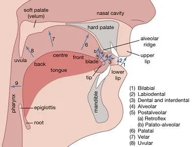 Blog Atom Feed 54 PHONETICS AND PHONOLOGY. The articulatory organs (the organs of speech)