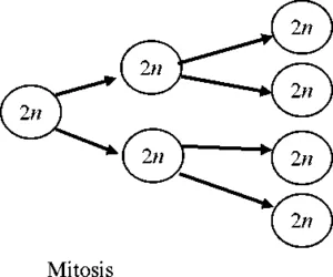 GROWTH AND DEVELOPMENT - Mitotic Cell Division