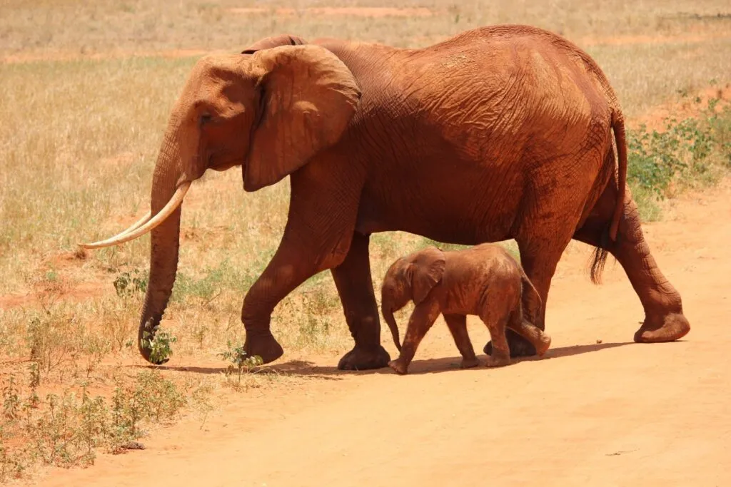 Discovering Africa's Big 5: From the Mighty Lion to the Majestic Elephant and 3 More 4 Elephant is the largest and most intelligent of the Africa's Big 5