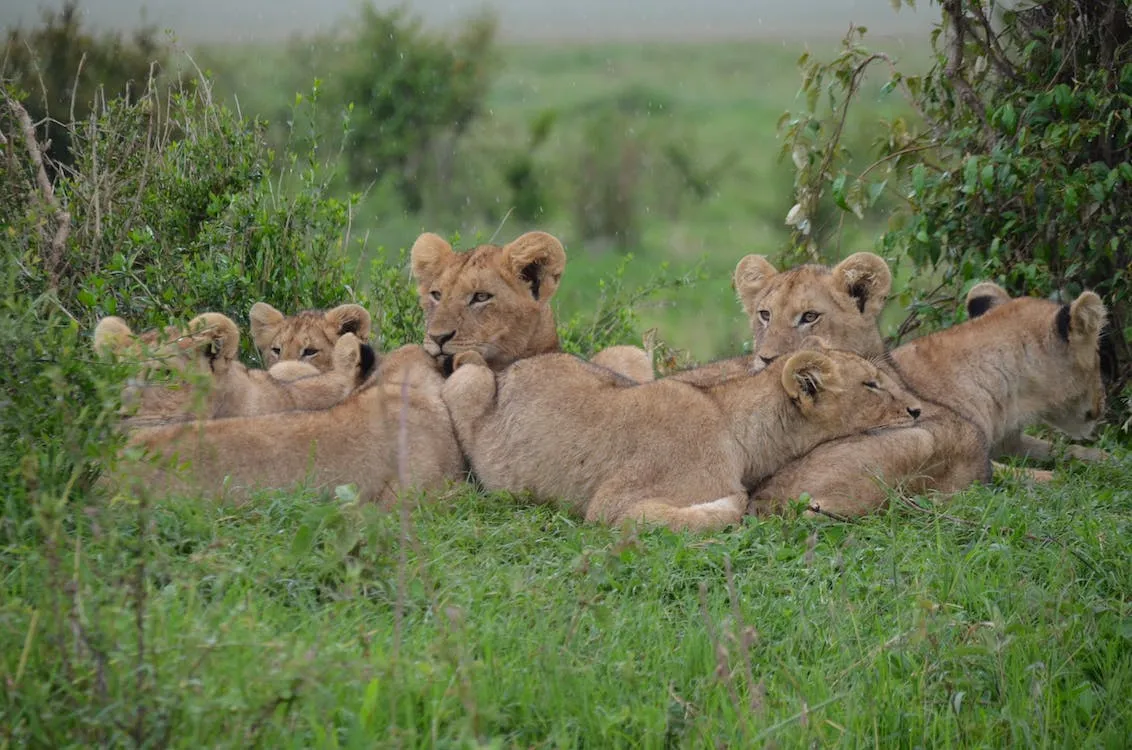 Discovering Africa's Big 5: From the Mighty Lion to the Majestic Elephant and 3 More 3 Discovering Africa's Big 5: From the Mighty Lion to the Majestic Elephant and 3 More